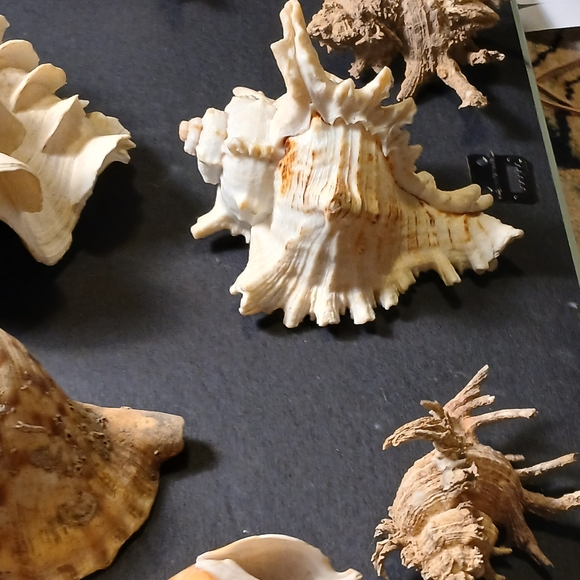 Iridescent Abalone Shell - Picture 5 of 15